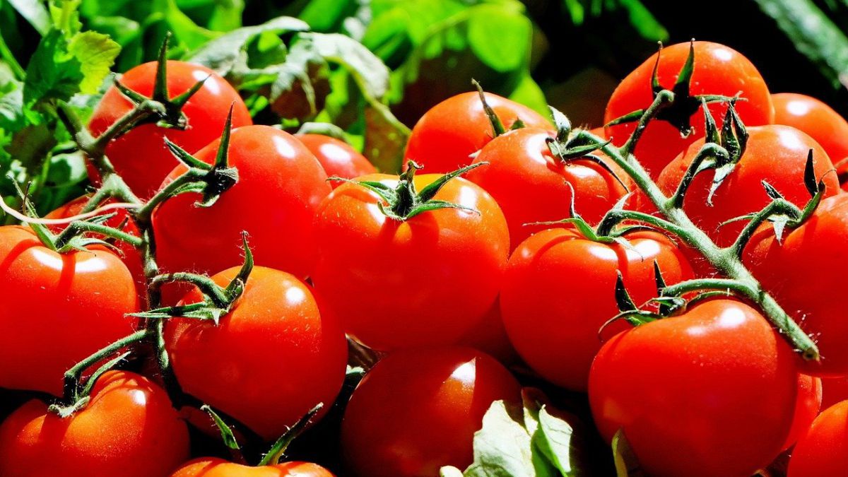 Las exportaciones españolas de tomate a la UE bajan un 20% y se duplican las de Marruecos