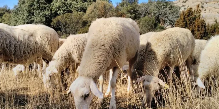Extremadura advierte de movilizaciones ante la falta de apoyo a los ganaderos por la crisis de la lengua azul