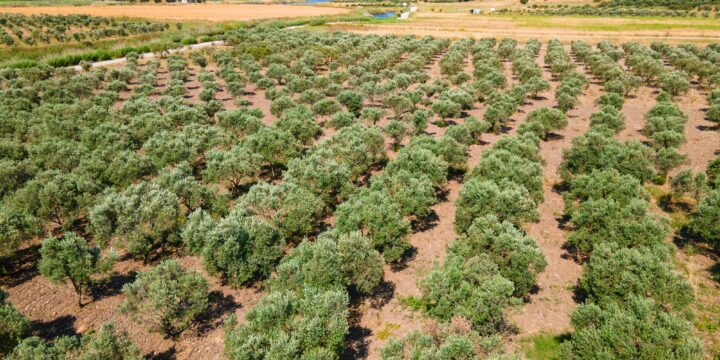 UE–Mercosur, entre oportunidades comerciales y el éxodo de la soberanía agraria